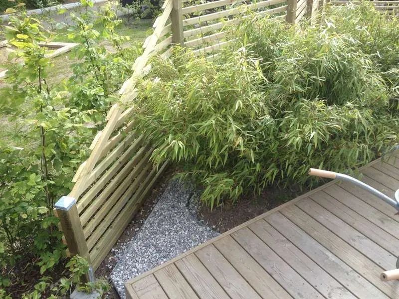 Trädgård från grunden i Lund – bild 7